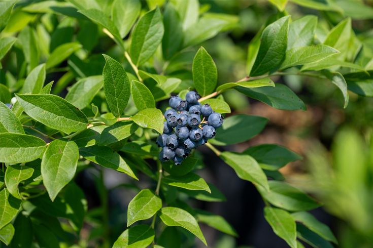 cultivo